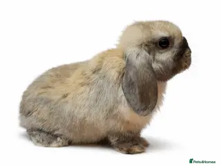 Netherland Dwarf rabbits 9 week old mini lop male - Advert 18