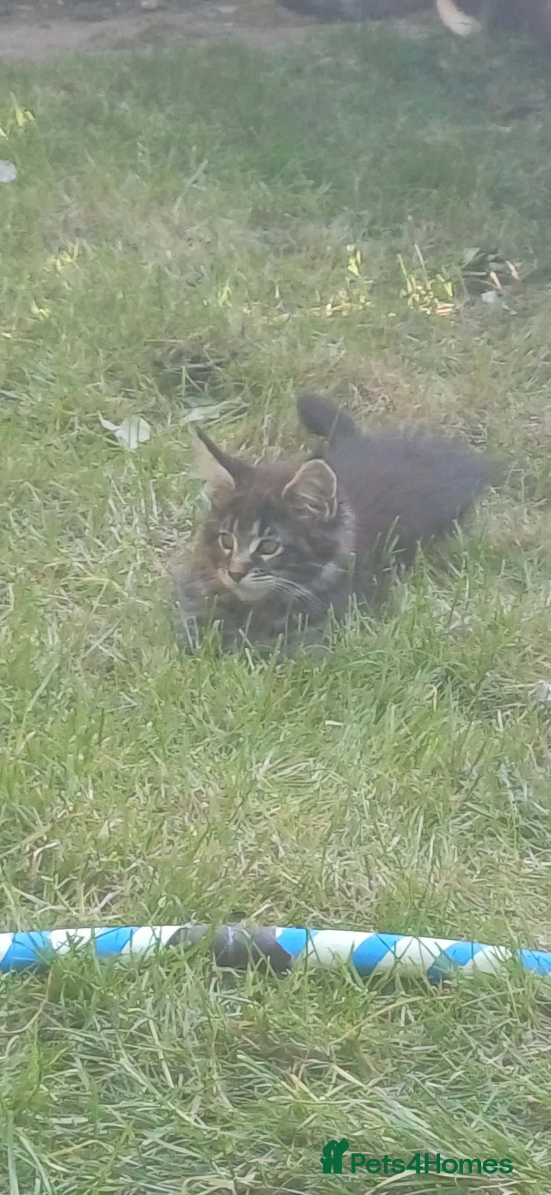 Maine Coon cats for sale: beautiful Maine coon - Advert 12