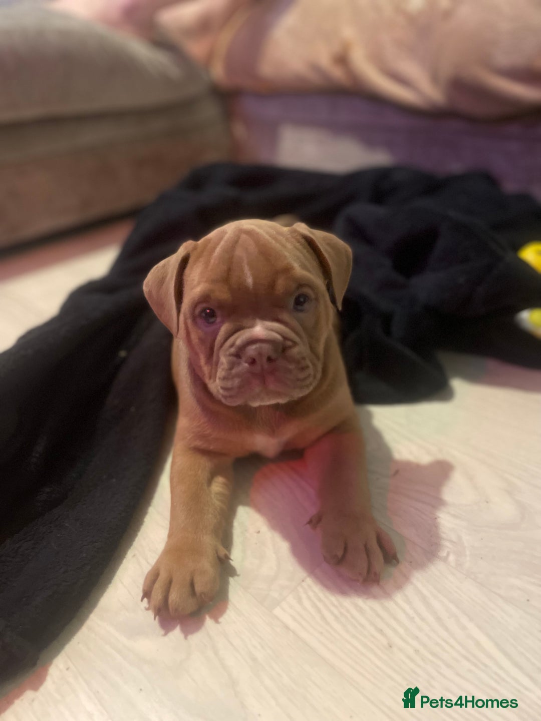 Olde English Bulldogge dogs for sale: 5 stunning olde english bulldogges for sale😍 - Advert 10