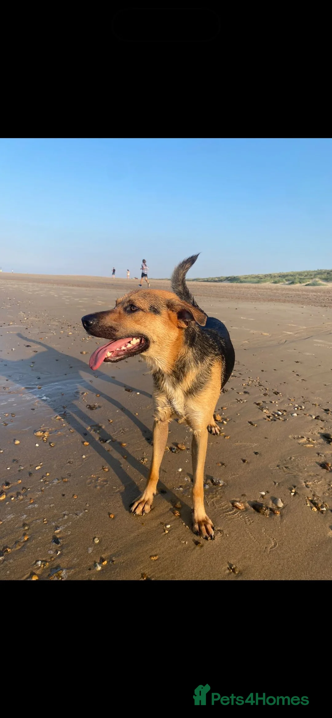 Mixed Breed dogs for sale: Amazing GSD mix for loving home - Advert 7