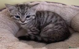 Mixed Breed cats for sale: Beautiful kittens available  - Image 7