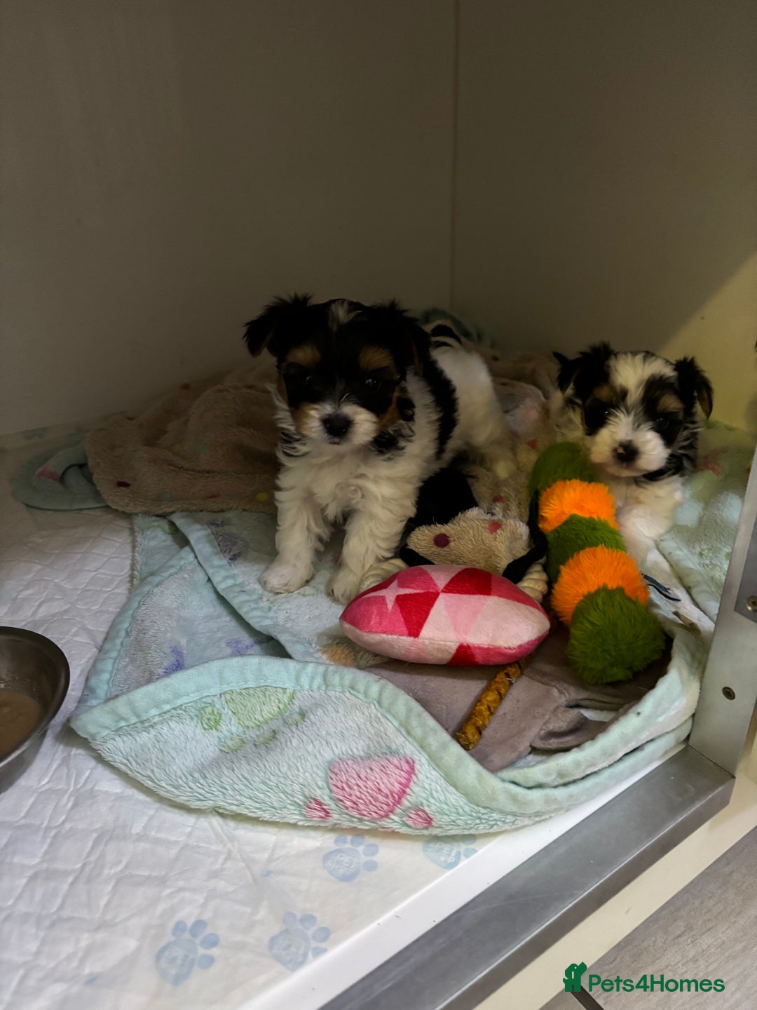 Yorkshire Terrier dogs for sale: Beautiful Yorkshire biewer terrier - Image 14