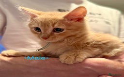 Mixed Breed cats for sale: Beautiful kittens for sale ~ 4 ginger, 1 tortie - Image 16