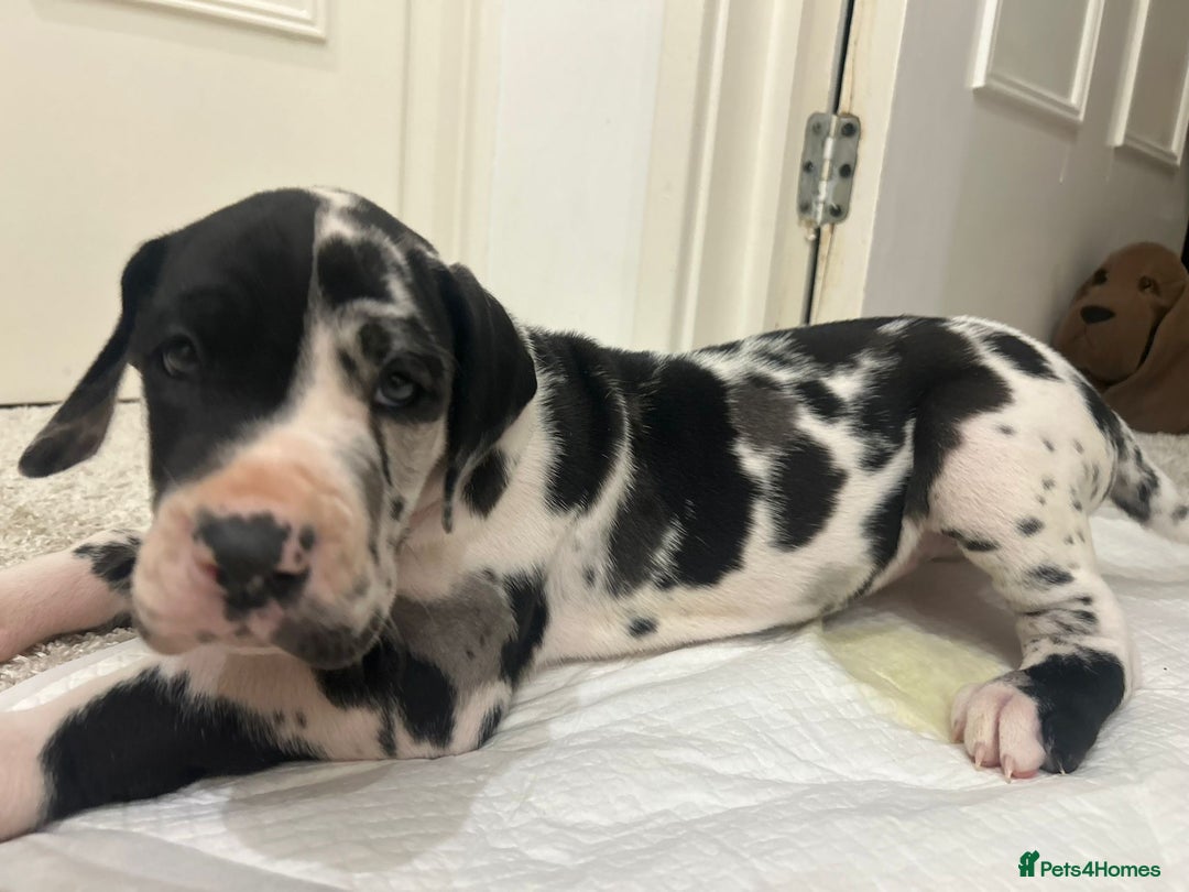 Great Dane dogs for sale: Purebred Great Dane Puppies – European Bloodline  - Advert 9