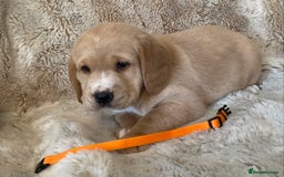 Cockerdor dogs for sale: Adorable f1 cockerdor puppies - Image 21