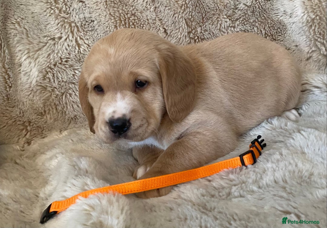 Cockerdor dogs for sale: Adorable f1 cockerdor puppies - Image 21