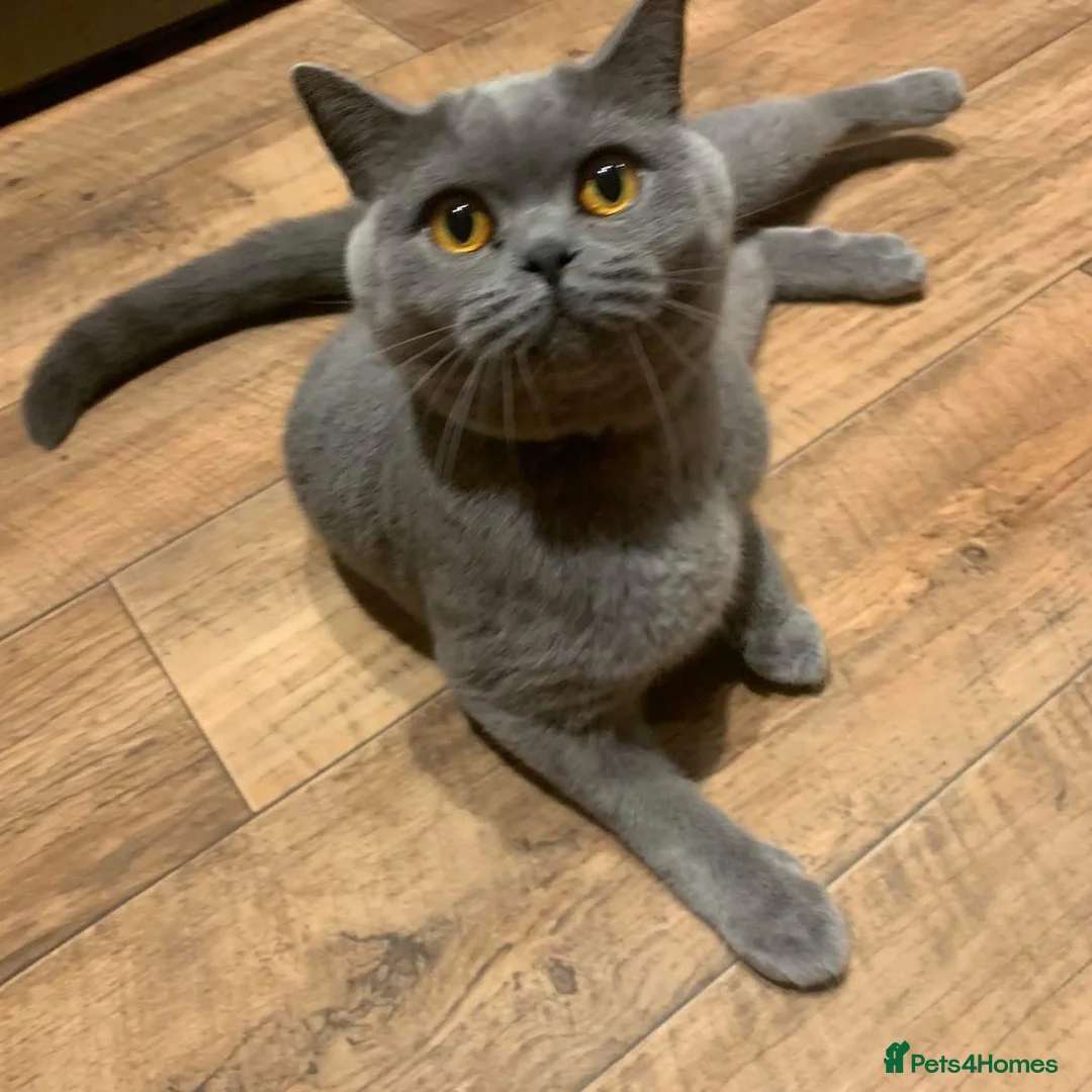 British Shorthair cats for sale: Lovely british shorthair kittens  - Advert 14