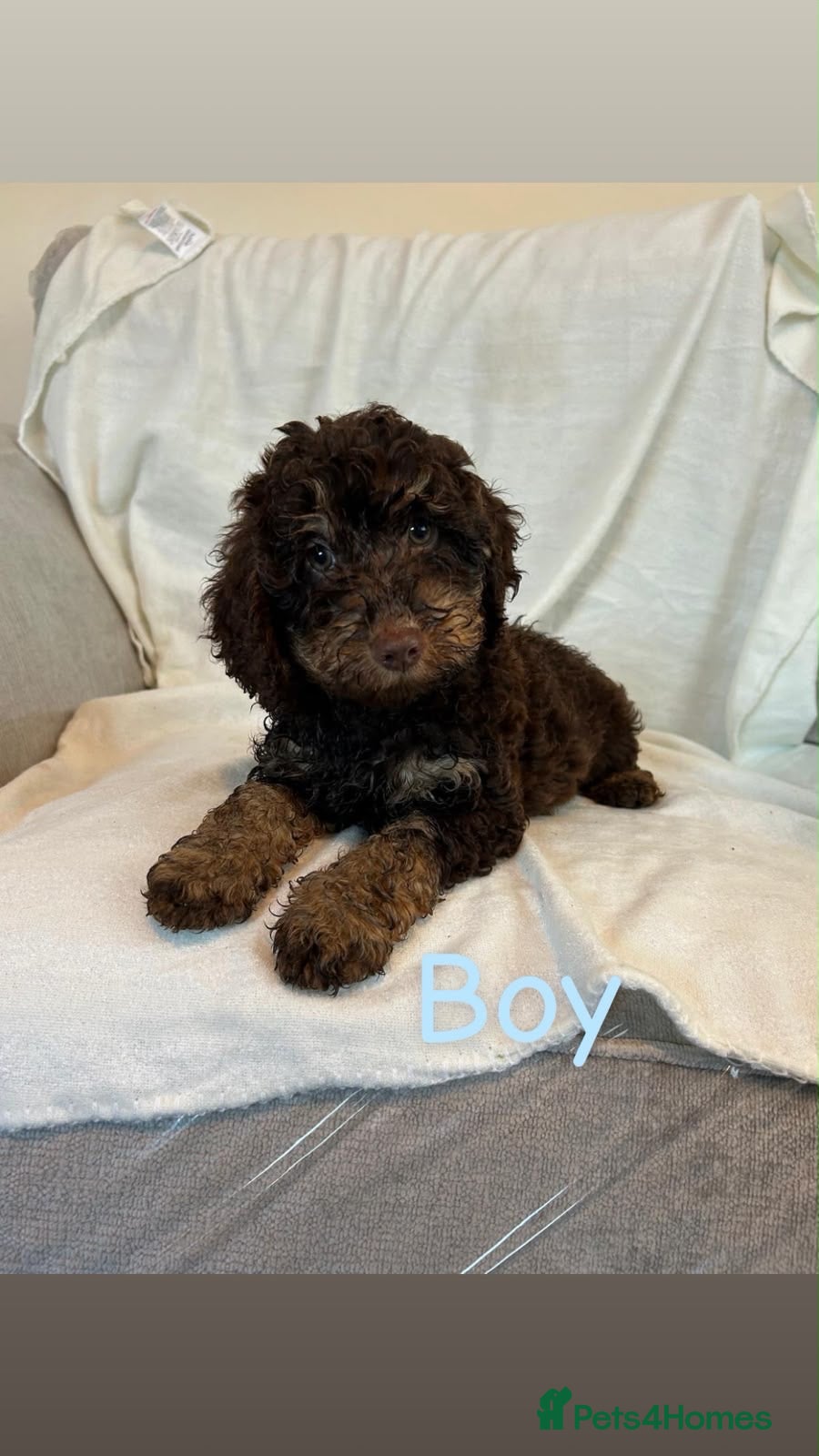 Cockapoo dogs F1bs cockapoo puppies  - Advert 2