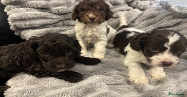Cockapoo dogs - Advert 12