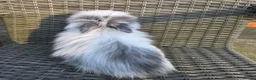 Angora rabbits for sale: English Angora Babies - Advert 5