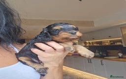 Toy Poodle dogs for stud: Toy poodle stud boy  in Blackburn - Image 16