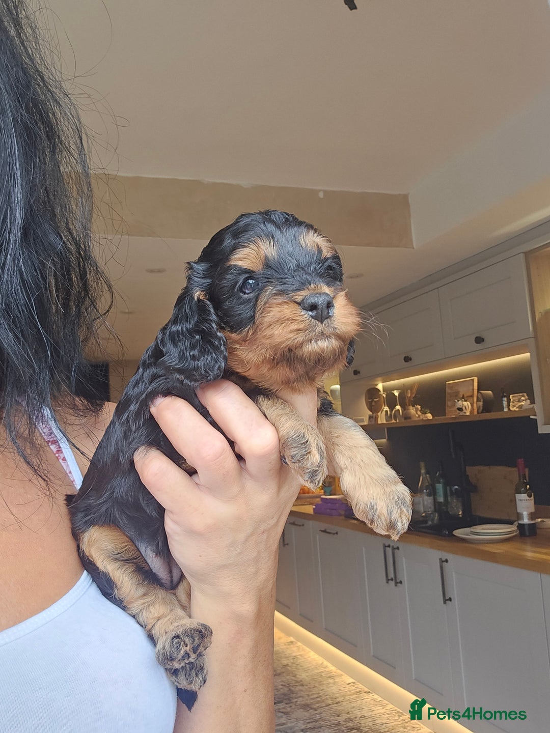 Toy Poodle dogs for stud: Toy poodle stud boy  in Blackburn - Image 16