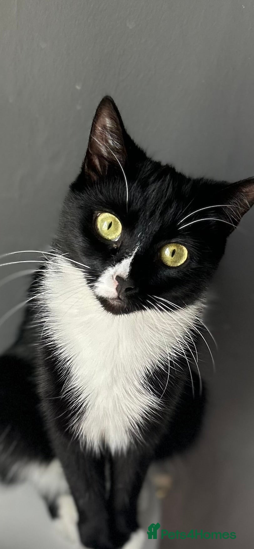 Domestic Shorthair cats Beautiful Kittens Ready Now 🐾 2F 3M £50 - Advert 2