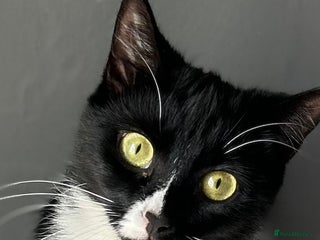 Domestic Shorthair cats Beautiful Kittens Ready Now 🐾 2F 3M £50 - Advert 3