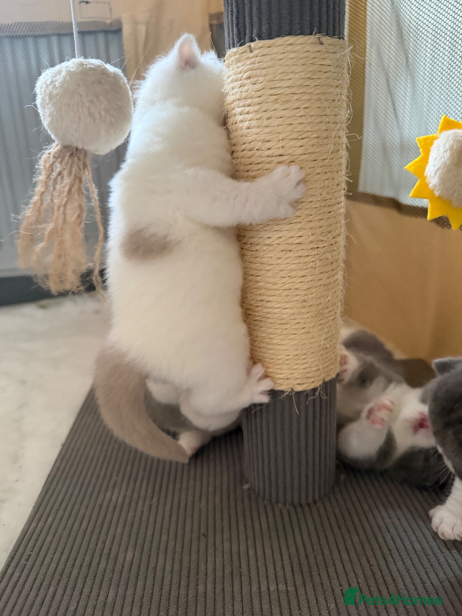 British Shorthair cats BSH Blue & White Boys , Lilac & White Girl - Advert 2