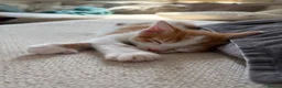 Mixed Breed cats for sale: Cute kittens ready to go  - Advert 6