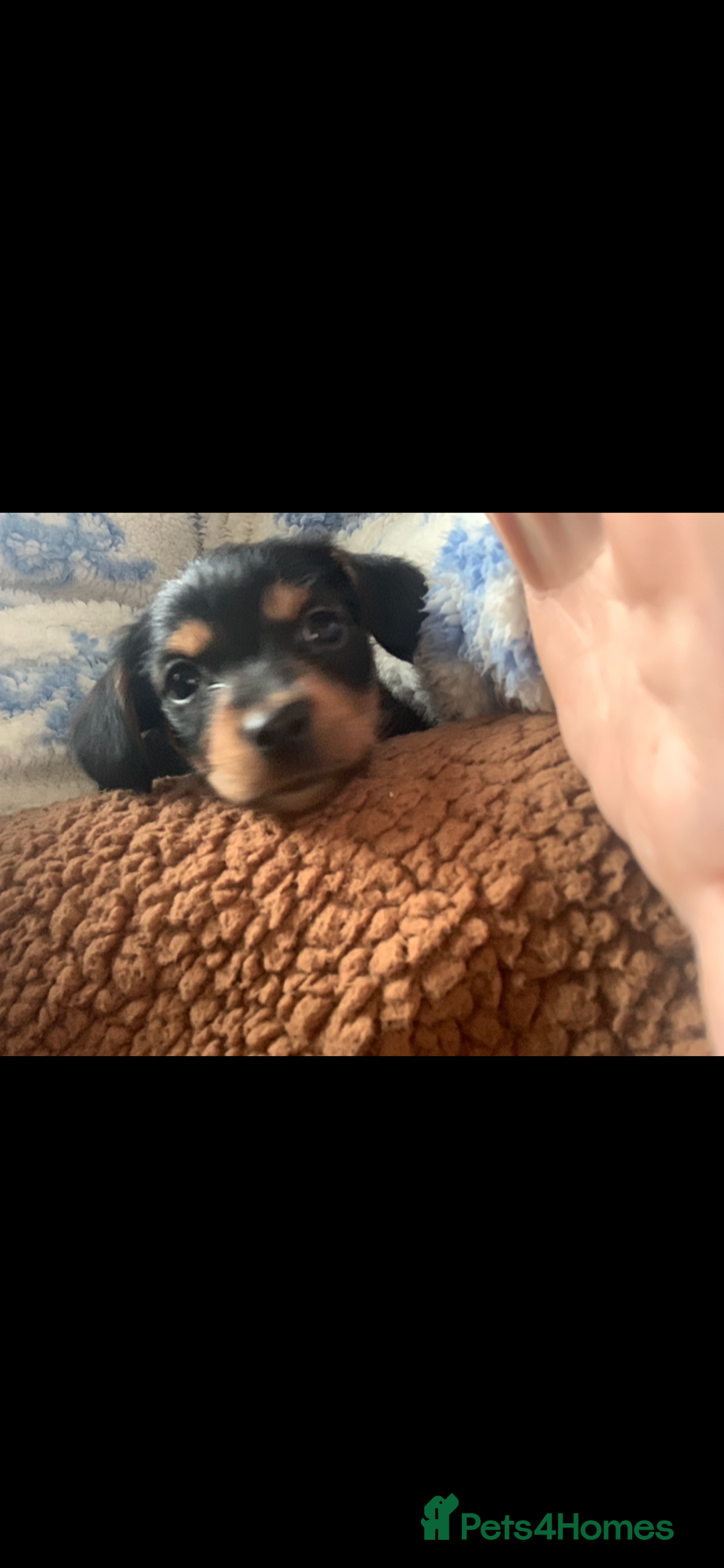 Mixed Breed dogs for sale: Yorkshire terrier x dachund x3 boys - Advert 3