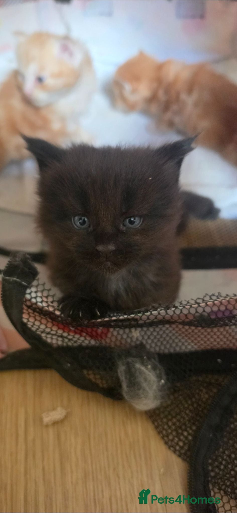 Maine Coon cats 3 Maine Coon Kittens Available  - Advert 7