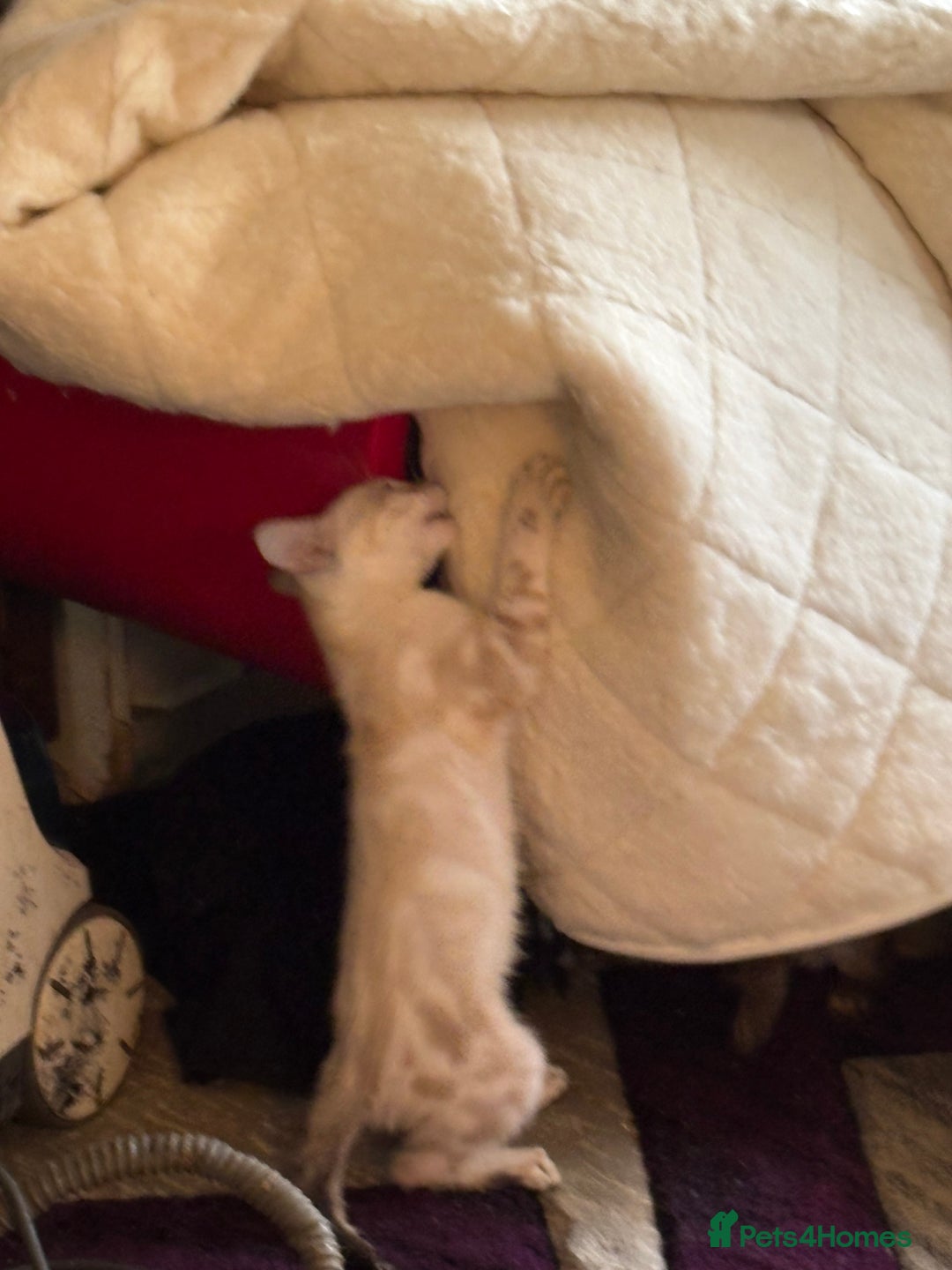 Bengal cats for sale: Snow and charcoal Bengals Registered - Image 9