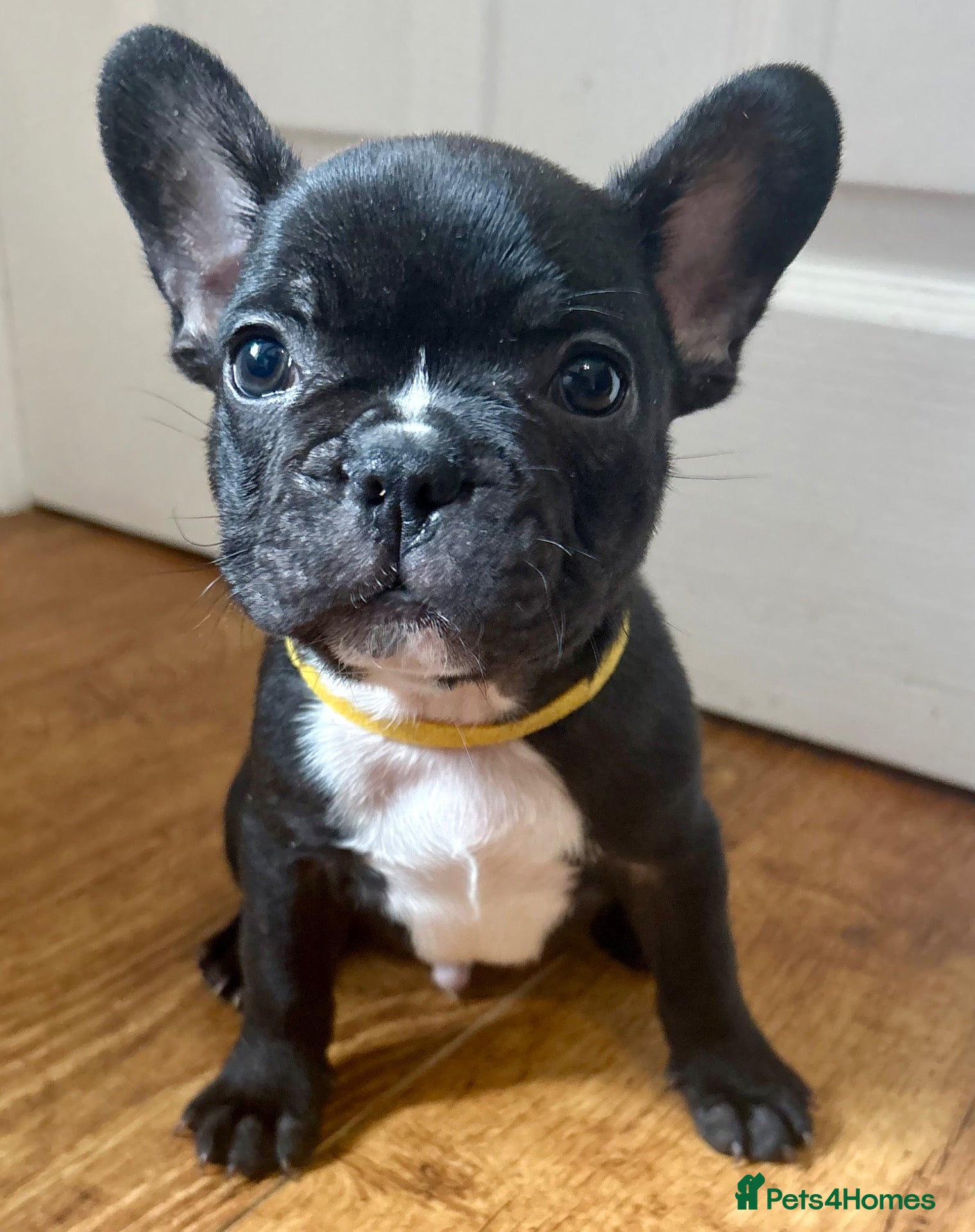 French Bulldog dogs Last male French Bulldog Puppy  - Advert 22