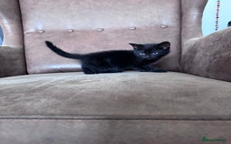 Mixed Breed cats for sale: 5 super cute kittens  - Image 26