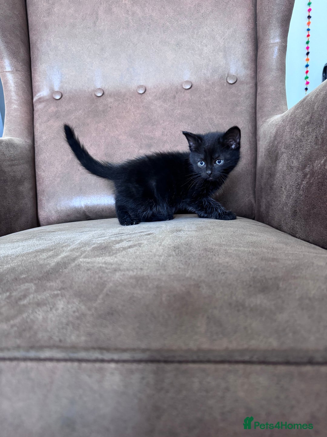 Mixed Breed cats for sale: 5 super cute kittens  - Image 26