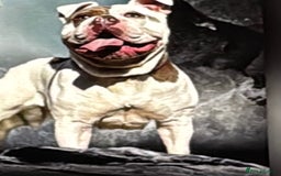Olde English Bulldogge dogs for sale: Olde English bulldogge - Image 7