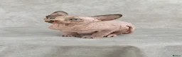 Sphynx cats for sale: Exceptional Sphynx Kittens – Best Pedigree.  - Advert 2