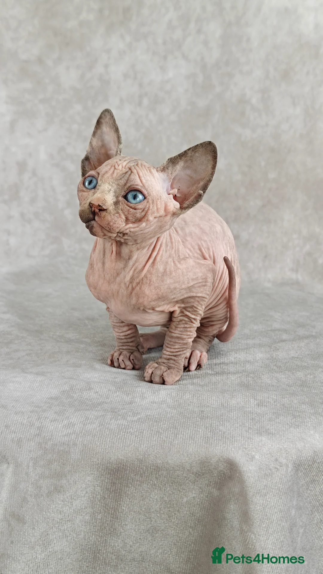 Sphynx cats for sale: Exceptional Sphynx Kittens – Best Pedigree.  - Advert 2