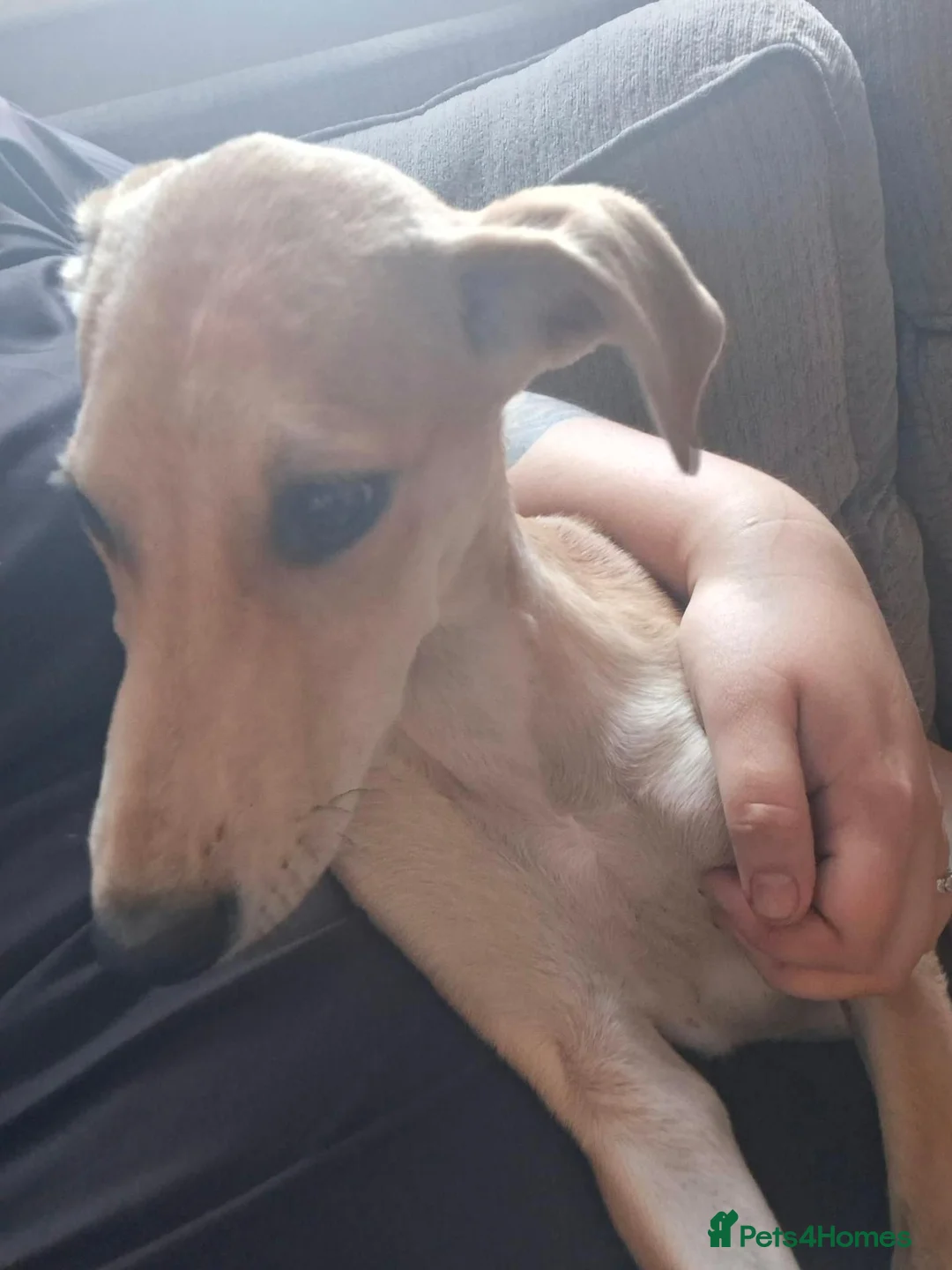 Lurcher dogs for sale:  **   in Saint Helens - Advert 3