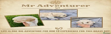 Mr Adventurer