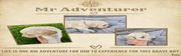 Goldendoodle dogs for sale: Beautiful Home-Raised F1 Goldendoodles Ready 23/7 - Advert 4