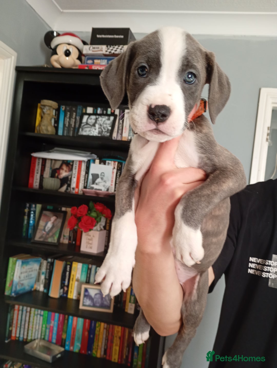 Mixed Breed dogs for sale: Mastiff cross  - Image 22