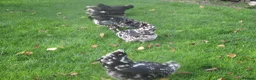 Chickens poultry for sale: Blue laying hybrid Pekin/Araucana  Bantamss - Advert 3