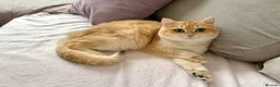 British Shorthair cats for sale: Active registered golden British shorthair queen - Advert 2