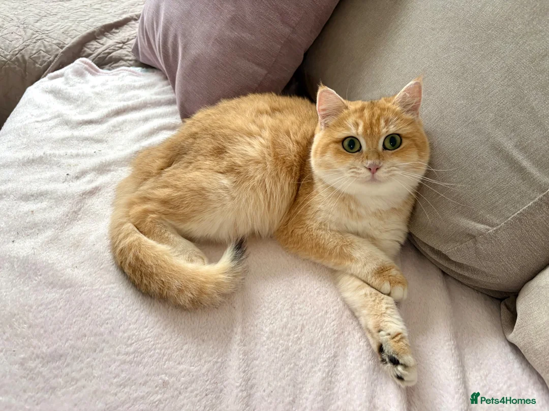 British Shorthair cats for sale: Active registered golden British shorthair queen - Advert 2