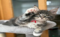 Maine Coon cats for sale: 2 Beautiful pedigree TICA reg Maine Coon kittens - Image 18