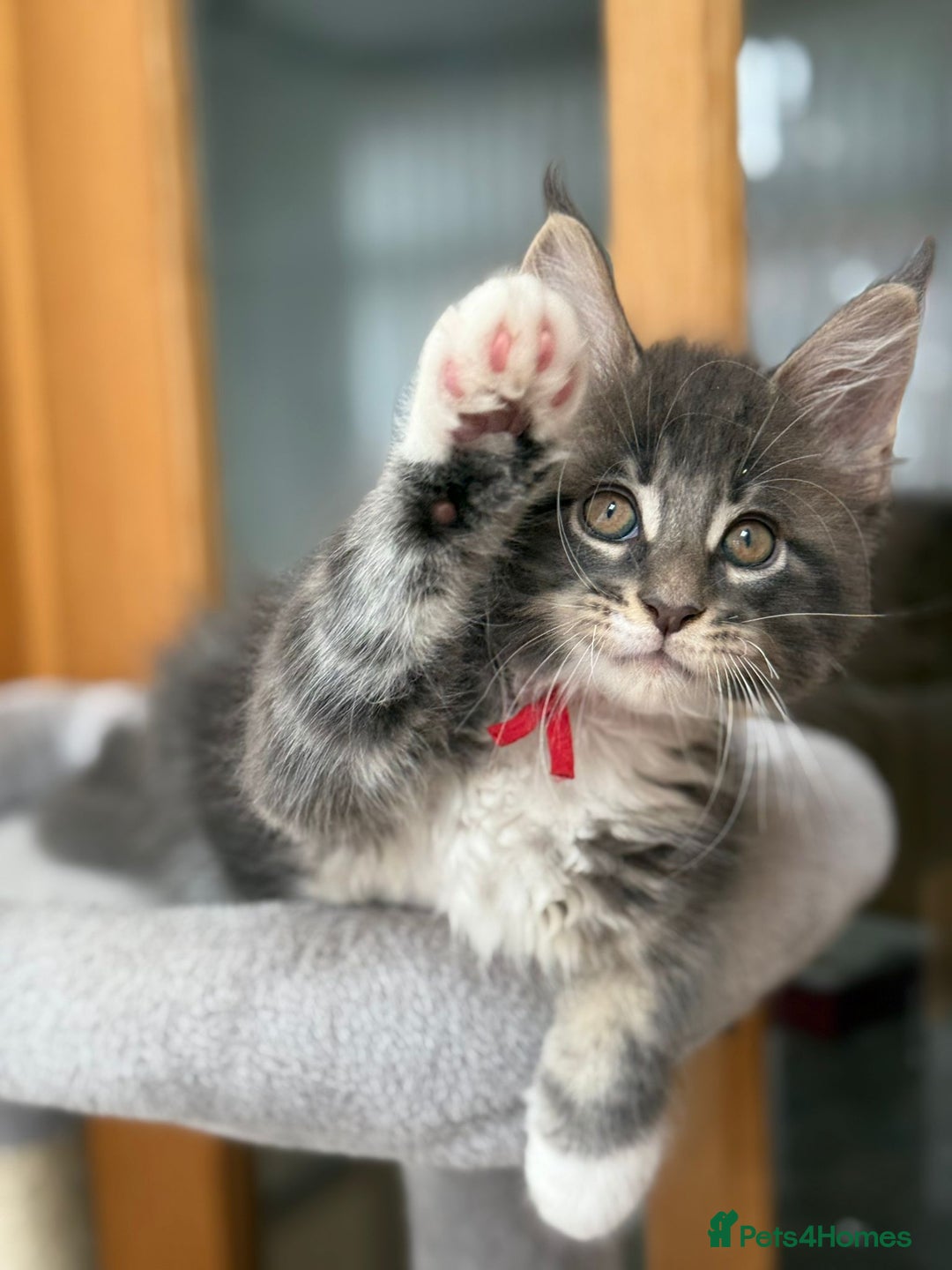 Maine Coon cats for sale: 2 Beautiful pedigree TICA reg Maine Coon kittens - Image 18
