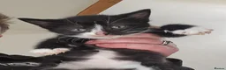 Mixed Breed cats for sale: 4 beautiful kittens for sale.  - Advert 10