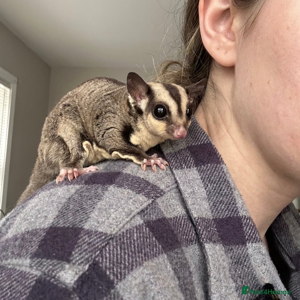 Sugar Glider rodents Baby boy sugar gliders  - Advert 2