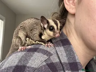 Sugar Glider rodents Baby boy sugar gliders - Advert 9