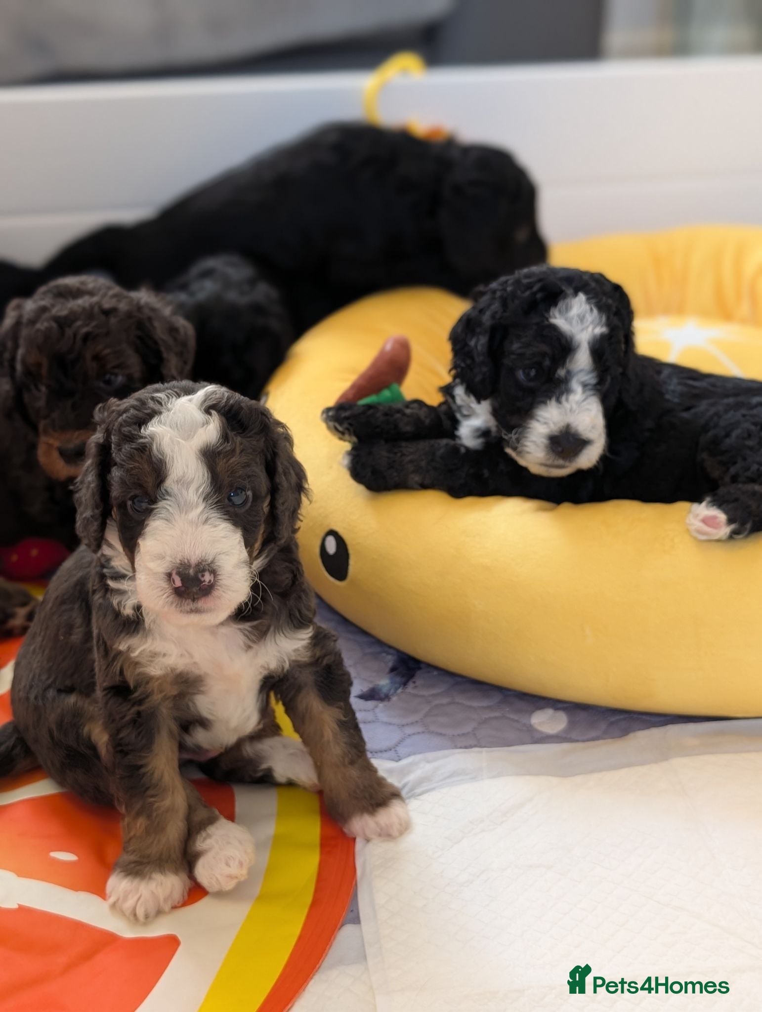 Bernedoodle dogs Real Miniature Sized Australian Bernedoodle  - Advert 15