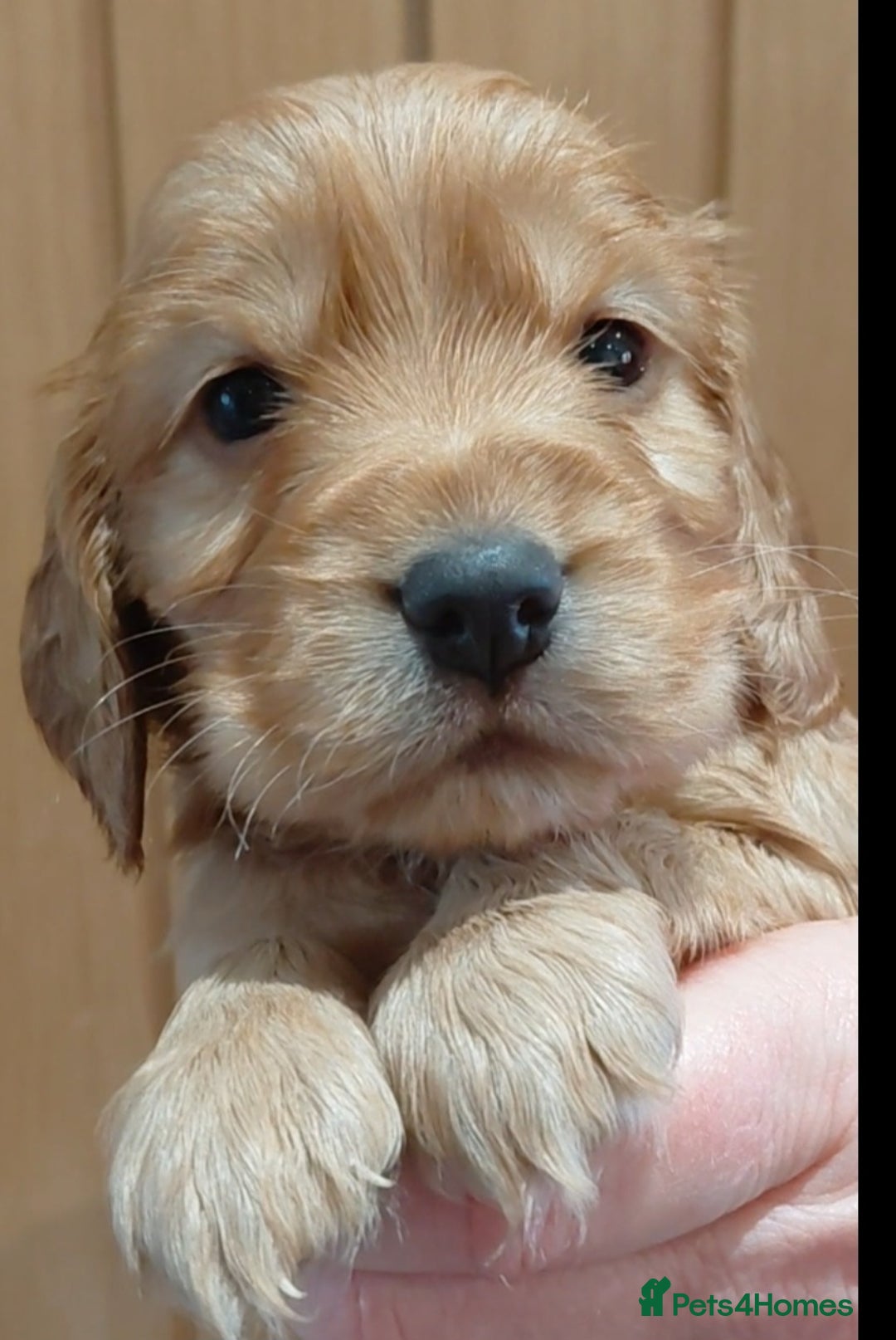 Cocker Spaniel dogs for sale: KC Golden Show Spaniels - Advert 27