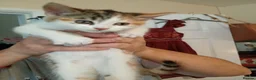 Mixed Breed cats for sale: Kittens for sale - Advert 7