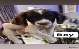 English Springer Spaniel dogs for sale: English springer spaniels puppy’s  - Image 5