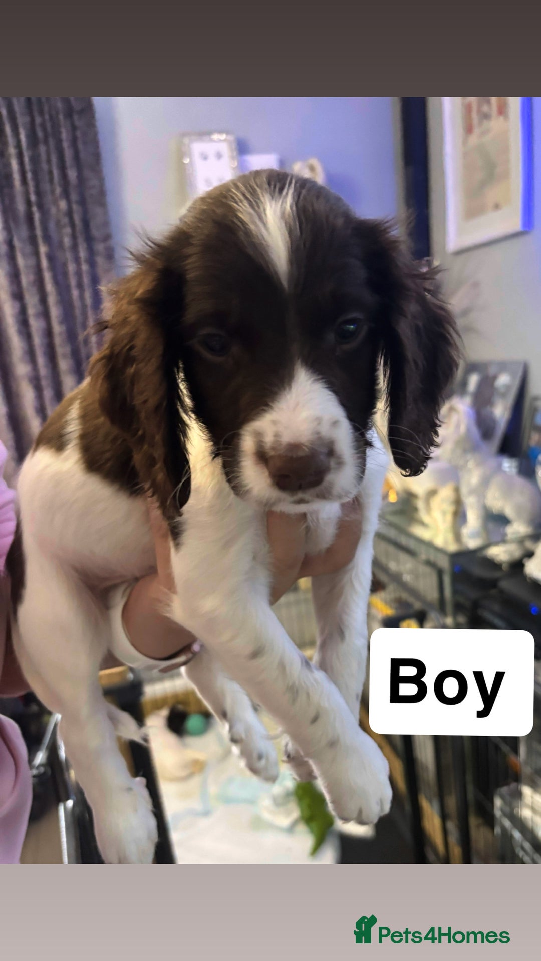English Springer Spaniel dogs for sale: English springer spaniels puppy’s  - Image 5