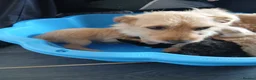 Jackapoo dogs for sale: Cockapoo puppy in Witney - Advert 23