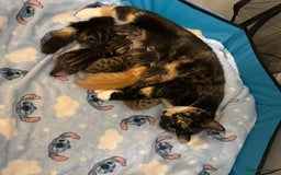 Mixed Breed cats for sale: 2 Beautiful Kittens Looking For Forever Home - Image 3