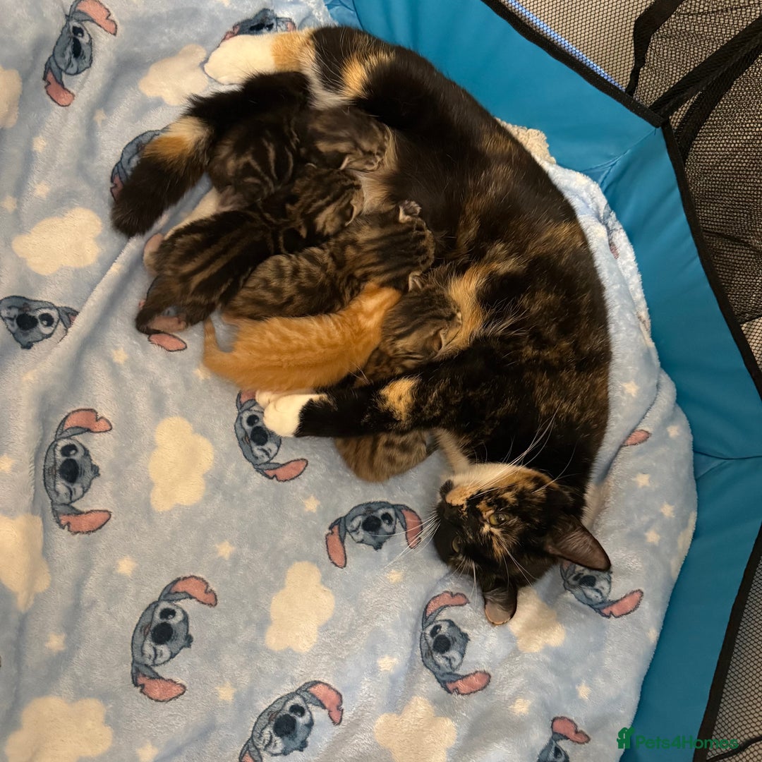 Mixed Breed cats for sale: 2 Beautiful Kittens Looking For Forever Home - Image 3
