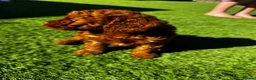 Cavapoo dogs for sale: Beautiful Red F1b Cavapoo - Viewings now welcome - Advert 19